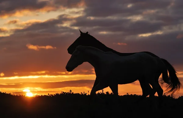 Besättningen av hästar på sunset — Stockfoto