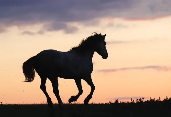 Серый конь бежит по холму на закате — стоковое фото