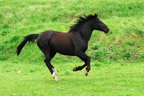 Beautiful black horse running gallop on pasture — Stock Photo, Image