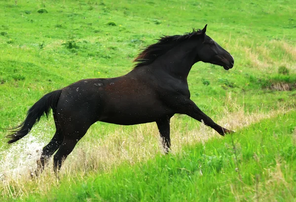 美しい黒い馬放牧ギャロップを実行 — ストック写真