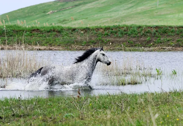 Grå häst kör i vatten — Stockfoto