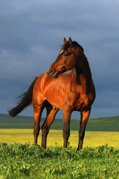 Barna ló a sunset portréja — Stock Fotó
