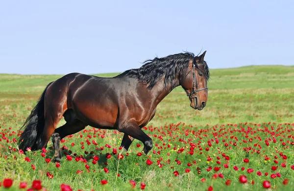 美しい茶色の馬トロット牧草地で実行されています。 ストックフォト