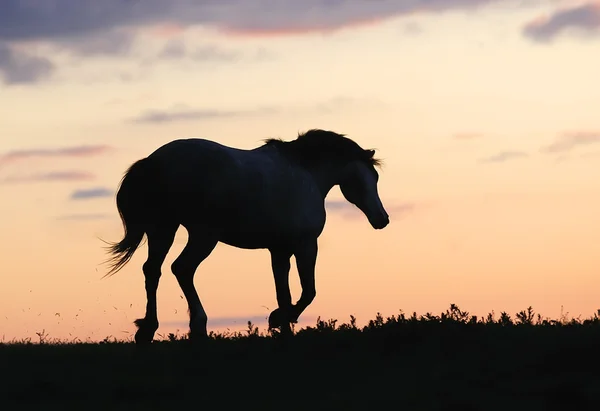 日没の丘の上を実行している灰色の馬 ストック画像