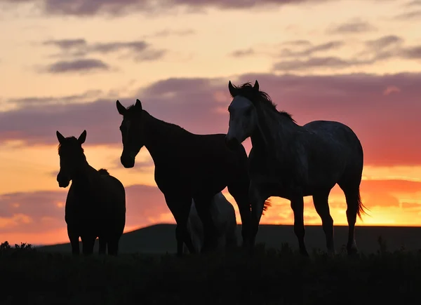 Manada de caballos al atardecer Fotos de stock libres de derechos