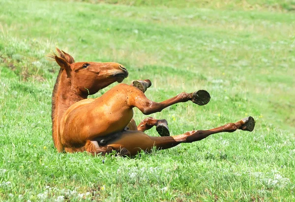 牧草地で草で転がり栗の馬 ストックフォト