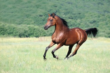 Beautiful brown arabian horse running gallop on pasture clipart