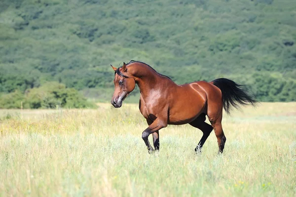 美しい茶色アラビアの馬は、牧草地のトロットを実行 — ストック写真