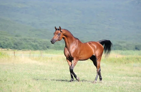 Красивий коричневий арабський кінь біжить рисс на пасовищі — стокове фото