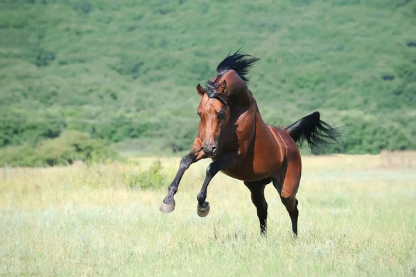 Hermoso caballo árabe marrón jugando en el pasto — Foto de Stock