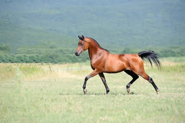 Bellissimo cavallo arabo marrone che corre trotto sul pascolo — Foto Stock