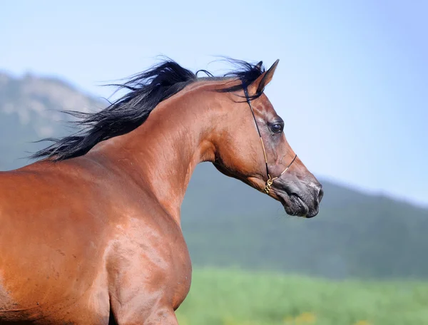 Portrait of beautiful brown arabian horse in motion — Stock Photo, Image