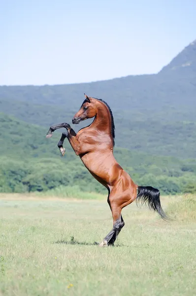 Beautiful brown arabian horse rearing on pasture — Stock Photo, Image