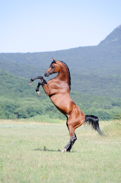 Beautiful brown arabian horse rearing on pasture