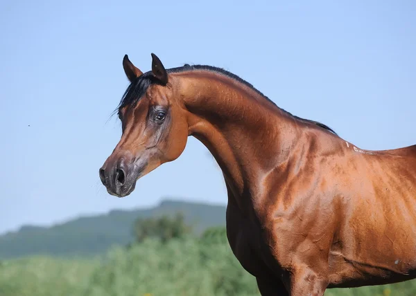 Portrait of beautiful brown arabian horse — Stock Photo, Image