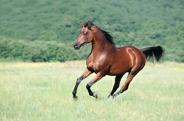 Beautiful brown arabian horse running gallop on pasture Stock Picture