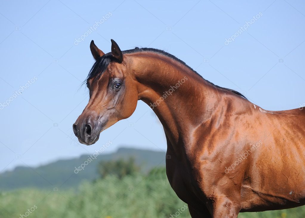 brown arabian horses