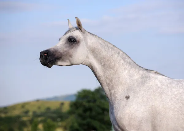 Portrét krásné šedé Arabský kůň — Stock fotografie