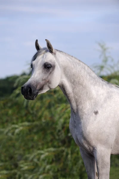 Portrét krásné šedé Arabský kůň — Stock fotografie
