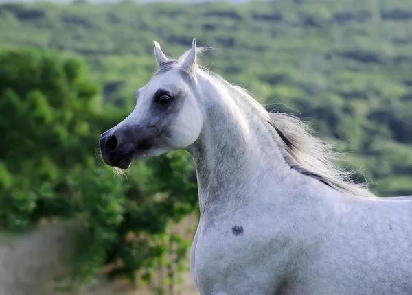 Porträtt av vackra grå arabiska hästen i rörelse — Stockfoto