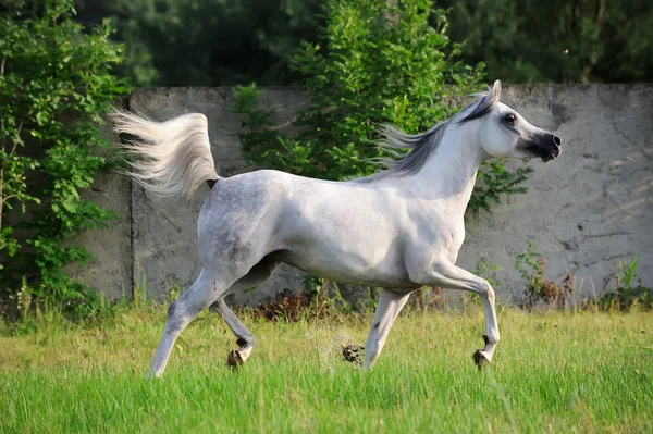 Gray arabian horse running trot on pasture — Stock Photo, Image