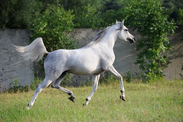 Cavalo árabe cinza correndo trote em pasto — Fotografia de Stock