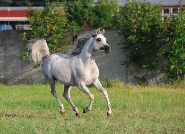 牧草地にギャロップを実行している灰色のアラビアの馬 — ストック写真