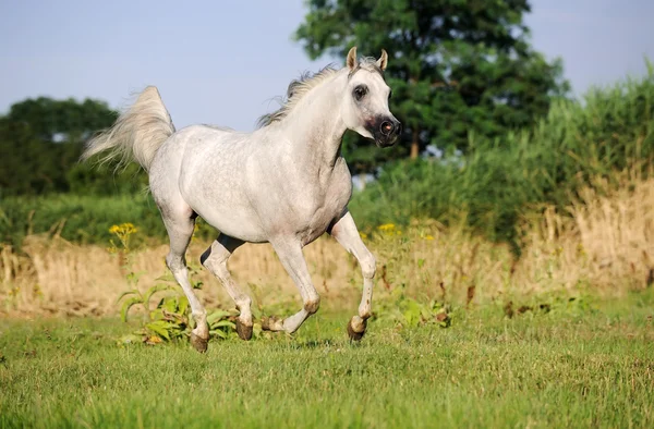 Серый арабский конь, скачущий на пастбище — стоковое фото