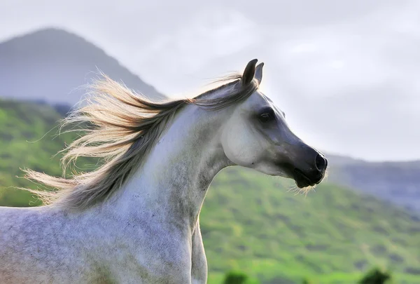 Retrato de hermoso caballo árabe gris en movimiento —  Fotos de Stock