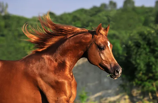 Portrait of chestnut arabian horse in motion — Stock Photo, Image