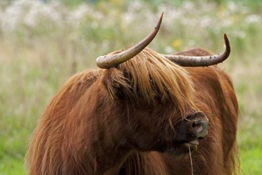 İskoç highlander