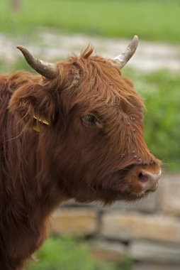 İskoç highlander boğa