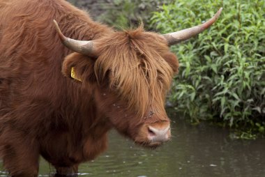 İskoç highlander boğa