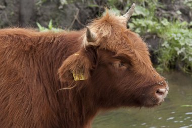 İskoç highlander boğa