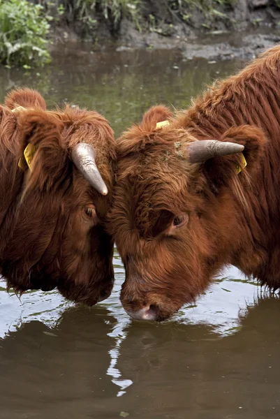 stock image Scottish Highlanders