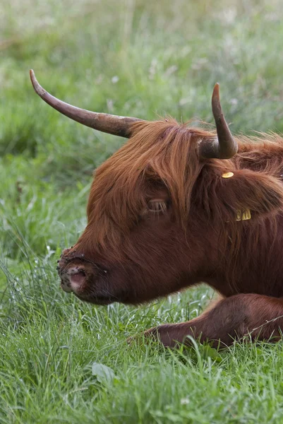 stock image Scottish Highlander