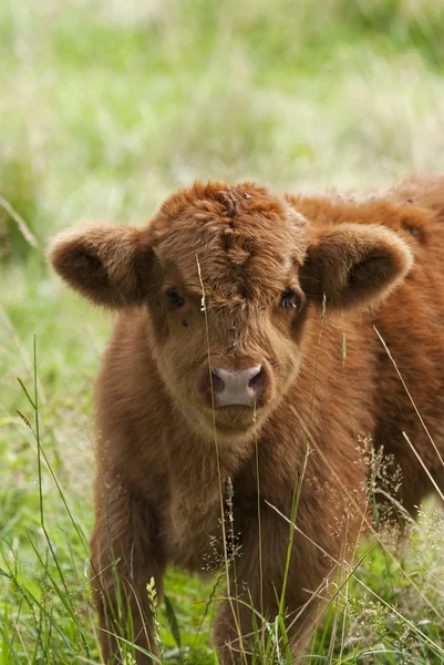 Stock image Scottish Highlander calf