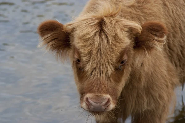 stock image Scottish Highlander bull