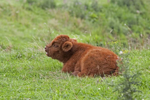 İskoç highlander buzağı