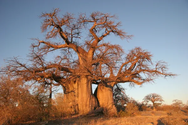 在博茨瓦纳 boabab 树 免版税图库图片