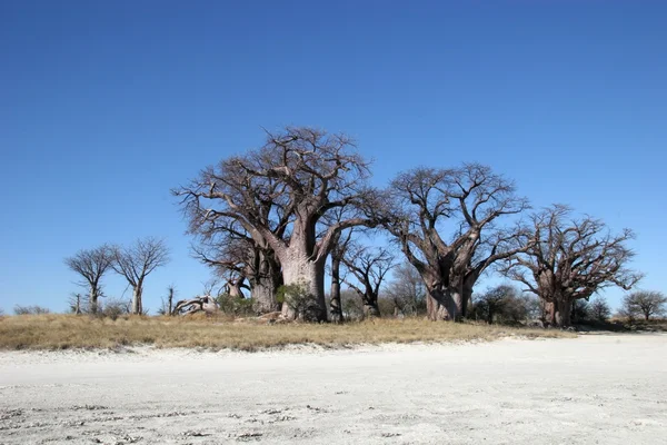 Boabab-Baum in Botswana lizenzfreie Stockbilder