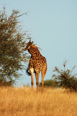 Giraffe clipart