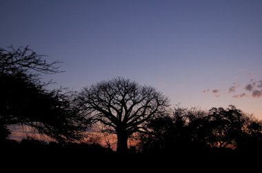 Marula tree at sunset clipart