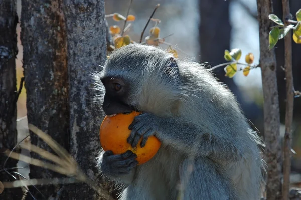 Vervet aap eten oranje — Stockfoto