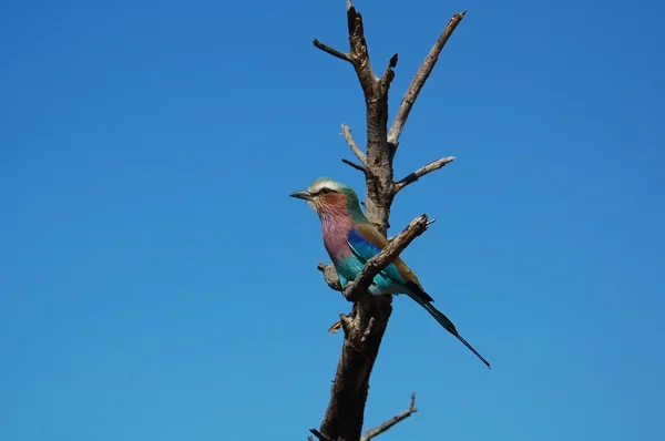 Lilacbreasted Roller – stockfoto