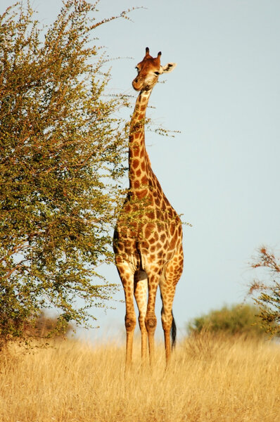Giraffe in the bushveld of the Kruger Park, South Africa.