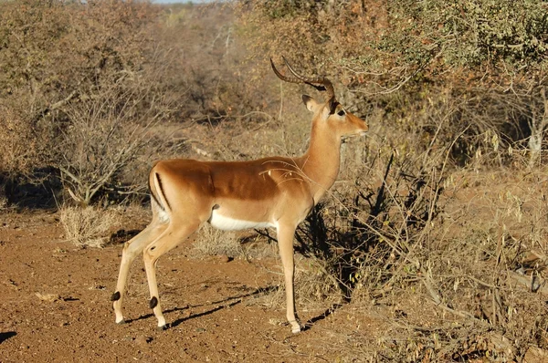 Afrika Wildlife: Impala — Stockfoto