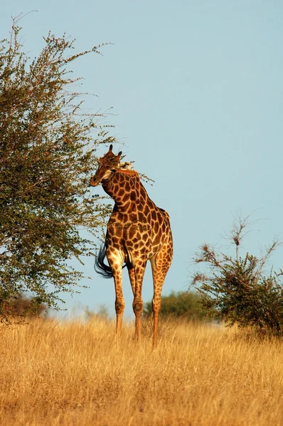 Giraffe lizenzfreie Stockbilder