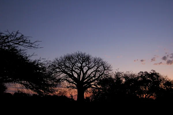 Marula boom bij zonsondergang Stockfoto