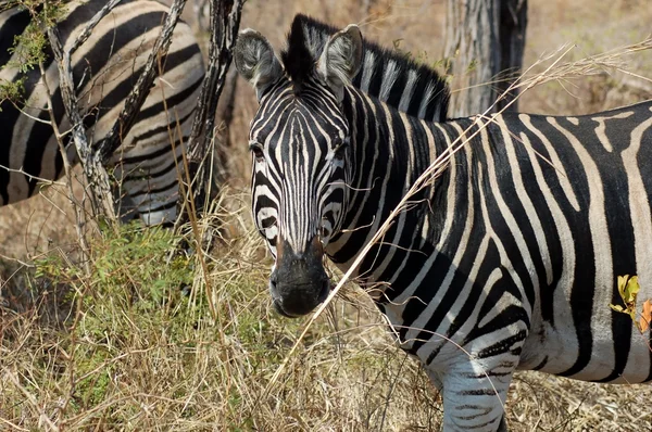 Burchell's Zebra in Africa — Stock Photo, Image